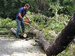 Best Tree Removal  in Homer, AK